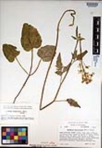 Cardamine californica image