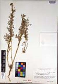 Descurainia pinnata subsp. menziesii image