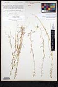 Thysanocarpus laciniatus image