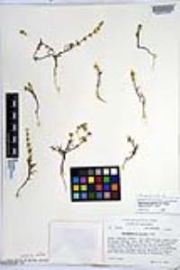 Harpagonella palmeri image