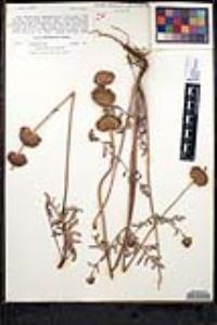 Salvia columbariae image