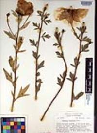 Romneya coulteri image