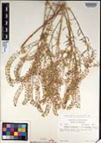 Lepidium virginicum subsp. menziesii image