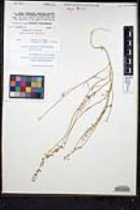 Thysanocarpus laciniatus image