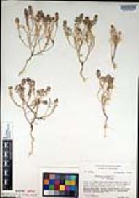 Lepidium nitidum image