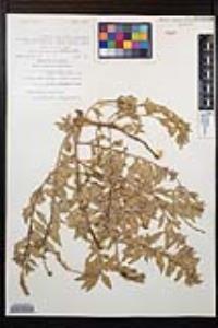 Oenothera xenogaura image