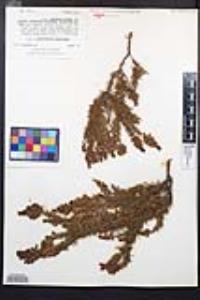Adenostoma fasciculatum image
