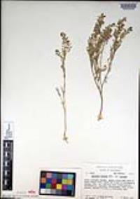 Lepidium nitidum image