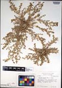 Atriplex coulteri image