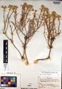 Ericameria nauseosa var. leiosperma image