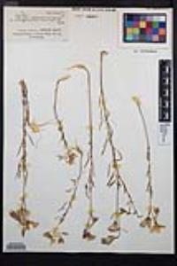 Clarkia dudleyana image