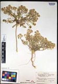 Lepidium montanum image