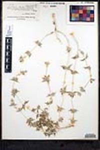 Salvia greatae image