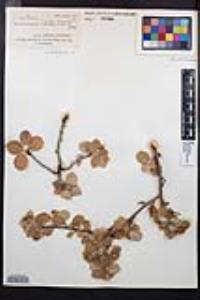 Amelanchier utahensis image