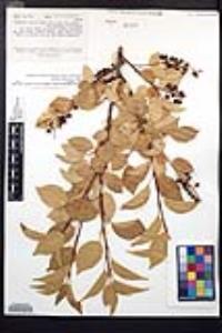 Prunus serotina subsp. virens image