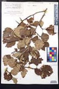 Crataegus mollis image