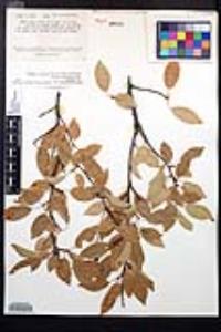 Prunus serotina subsp. virens image