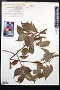 Prunus rivularis image