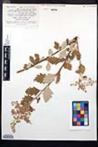 Holodiscus discolor image