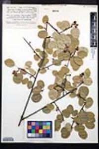 Amelanchier alnifolia image