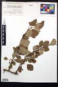 Crataegus viridis image