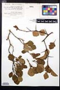Crataegus punctata image