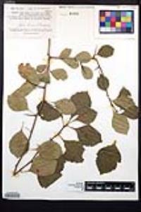 Crataegus tracyi image