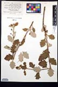 Holodiscus discolor image