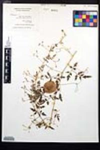 Cardiospermum halicacabum image