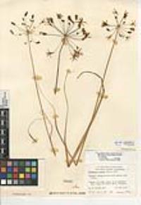 Bloomeria crocea var. crocea image