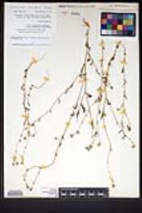 Cryptantha simulans image