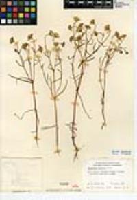 Lasthenia glabrata subsp. coulteri image