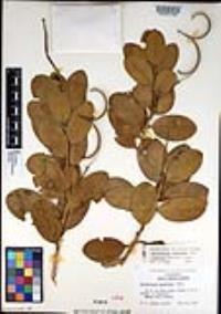 Dendromecon harfordii image