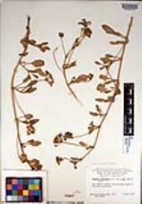 Abronia umbellata image