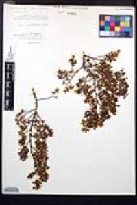 Larrea tridentata image