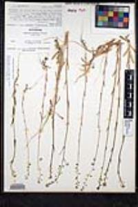 Thysanocarpus curvipes image
