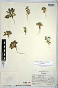 Nemophila menziesii image