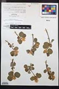 Amelanchier utahensis image