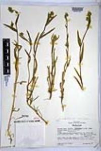 Amsinckia intermedia image