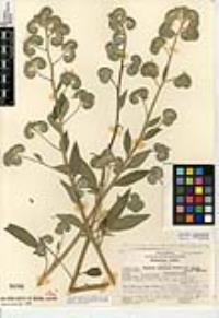 Phacelia imbricata subsp. patula image