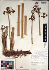 Schoenoplectus acutus image