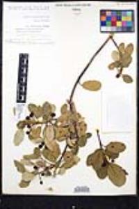 Frangula californica image