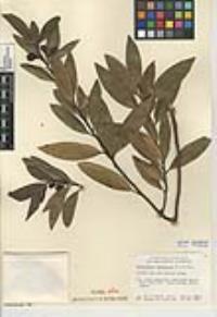 Umbellularia californica image