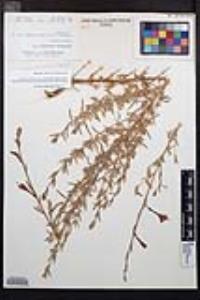 Epilobium canum subsp. canum image