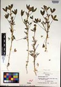 Trifolium palmeri image