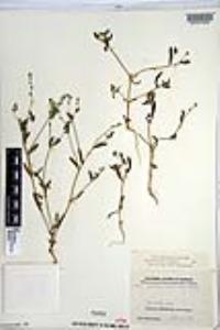 Cryptantha affinis image