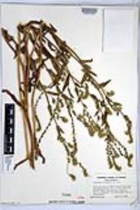 Amsinckia menziesii image