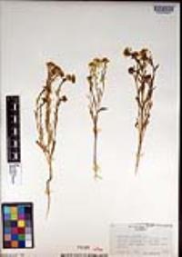 Lepidium jaredii image