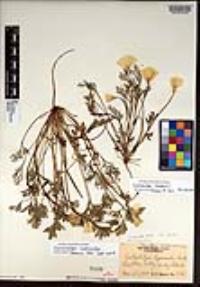 Eschscholzia lemmonii image