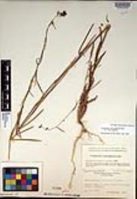 Caulanthus heterophyllus var. heterophyllus image